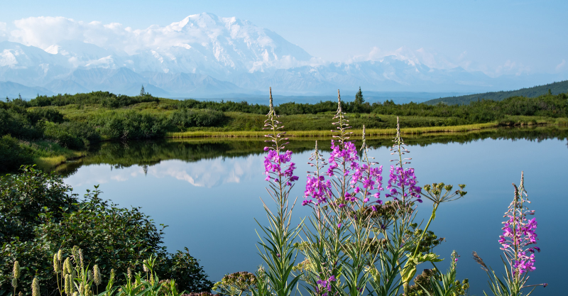 Denali Alaska National Park